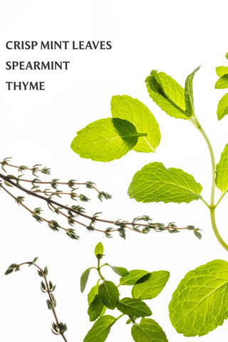 Illustration of mint leaves, spearmint, and thyme on a white background